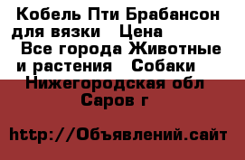 Кобель Пти Брабансон для вязки › Цена ­ 30 000 - Все города Животные и растения » Собаки   . Нижегородская обл.,Саров г.